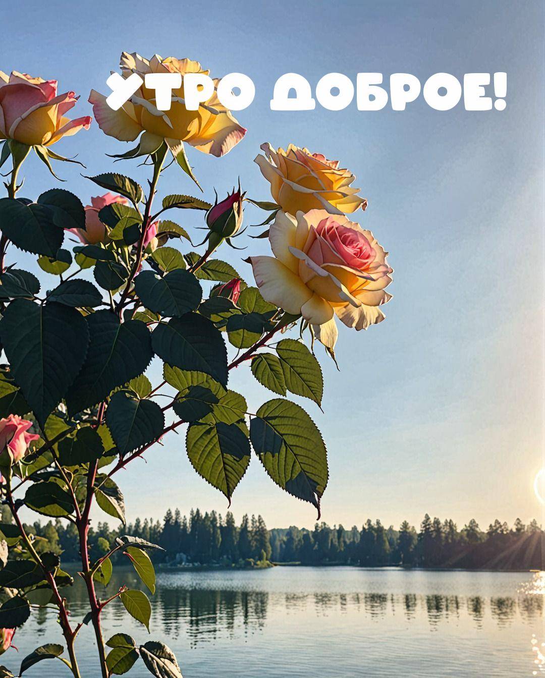 Розы на фоне озера и деревьев