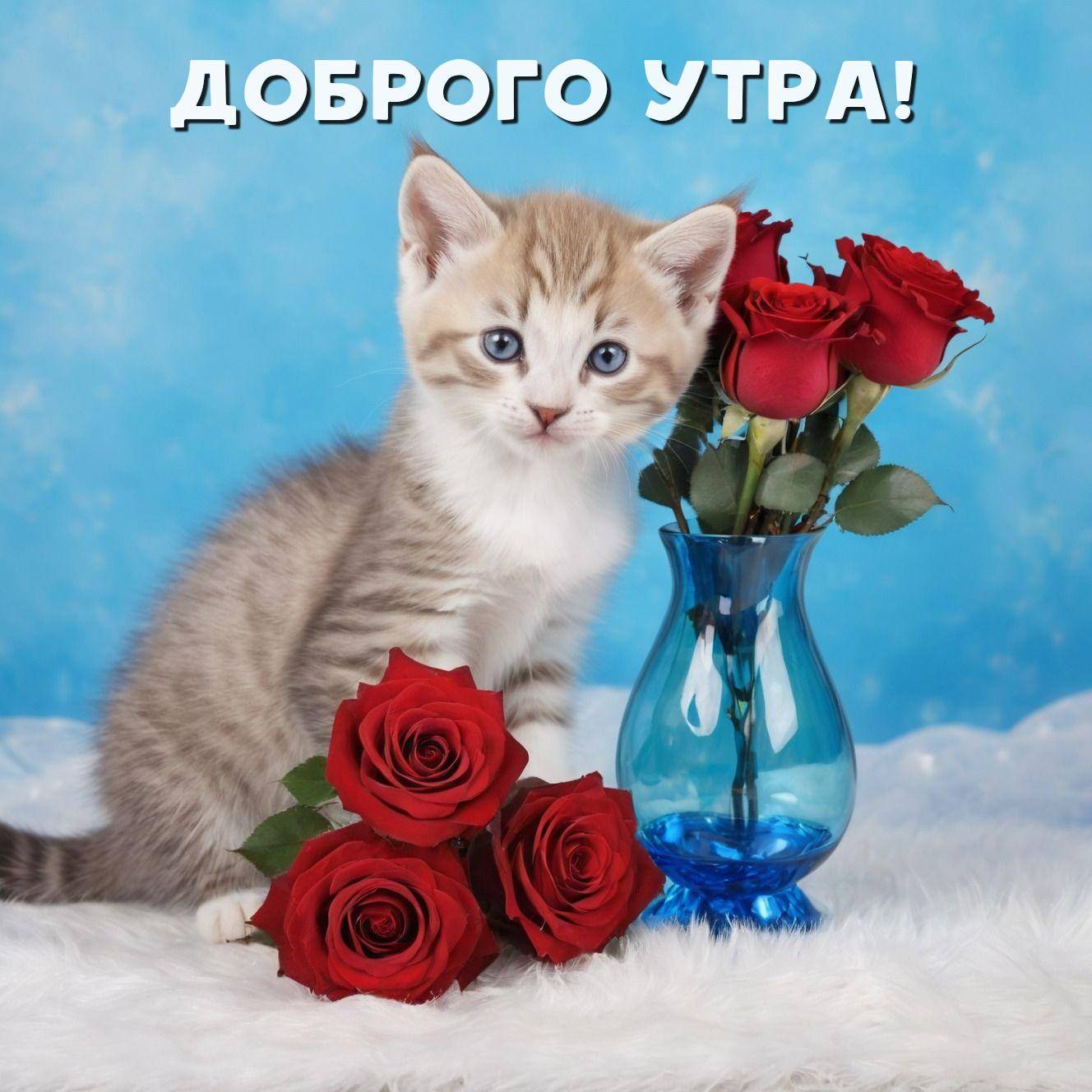 Маленький пушистый котенок с голубыми глазами