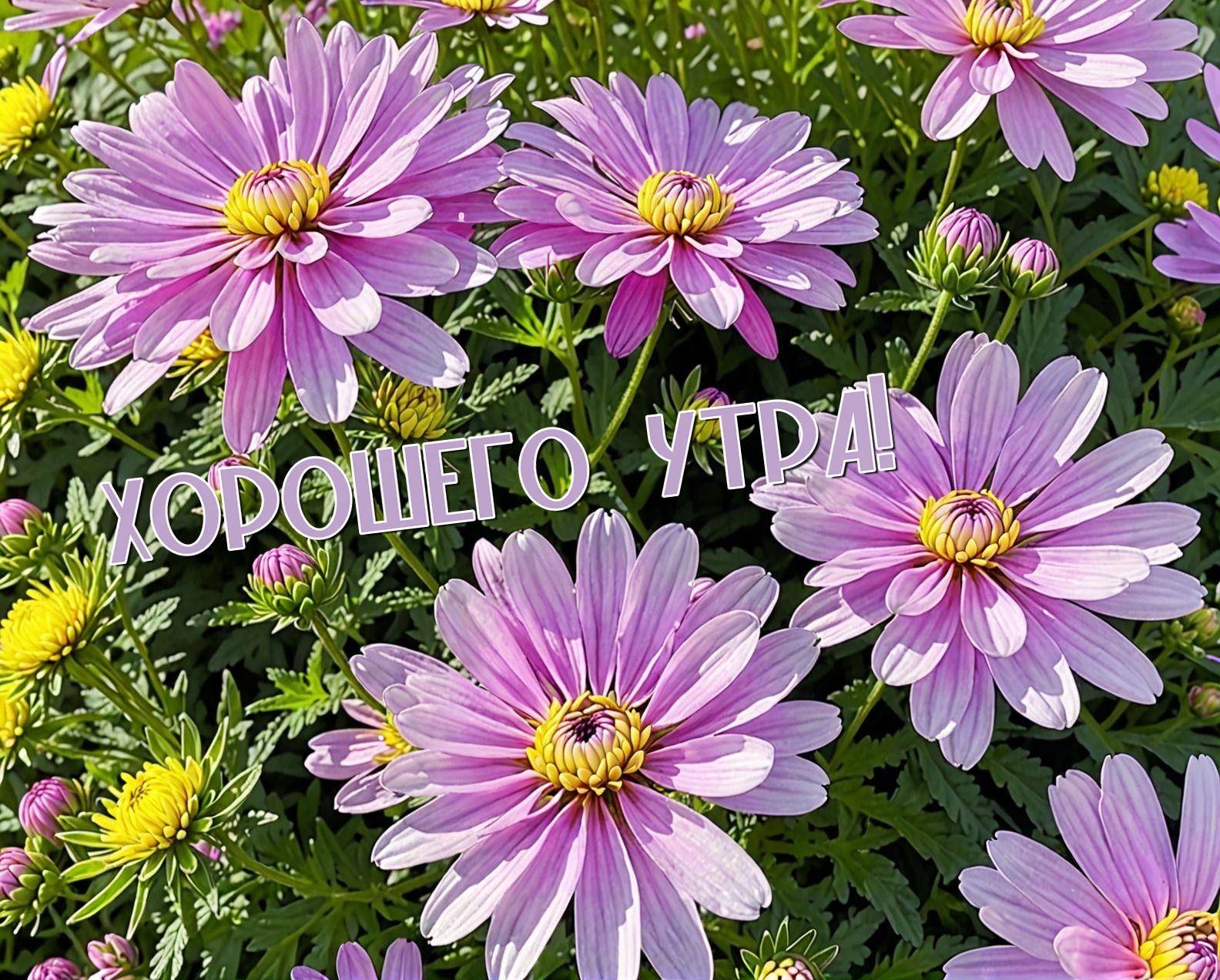 Розовые цветы с желтым центром на зеленом фоне