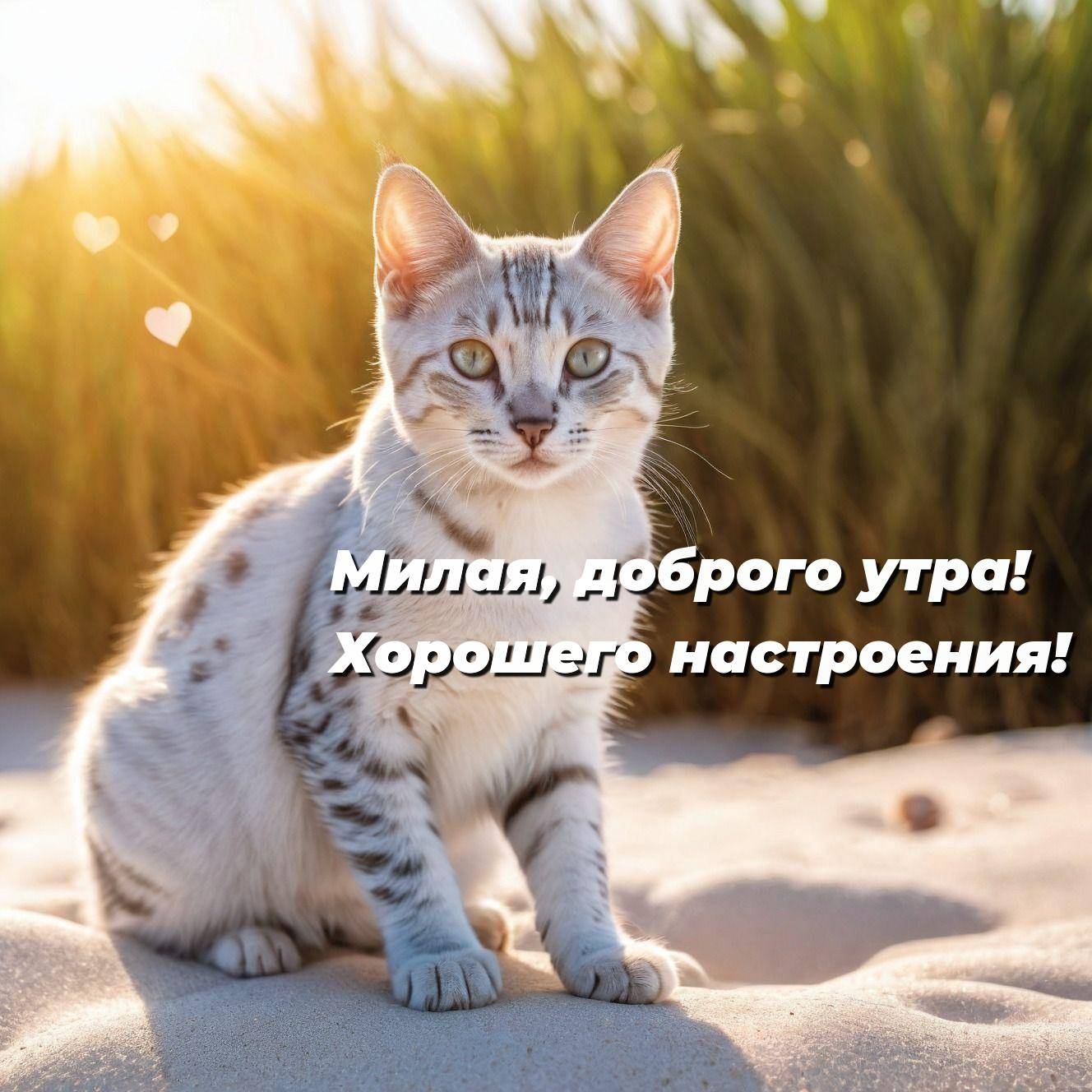 Серебристый кот на песке с растениями на заднем плане