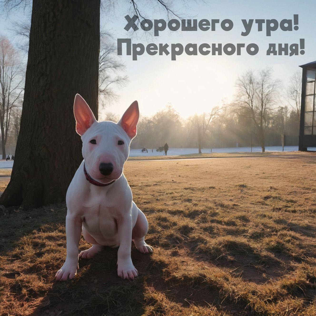 Белая собака на фоне рассвета в парке